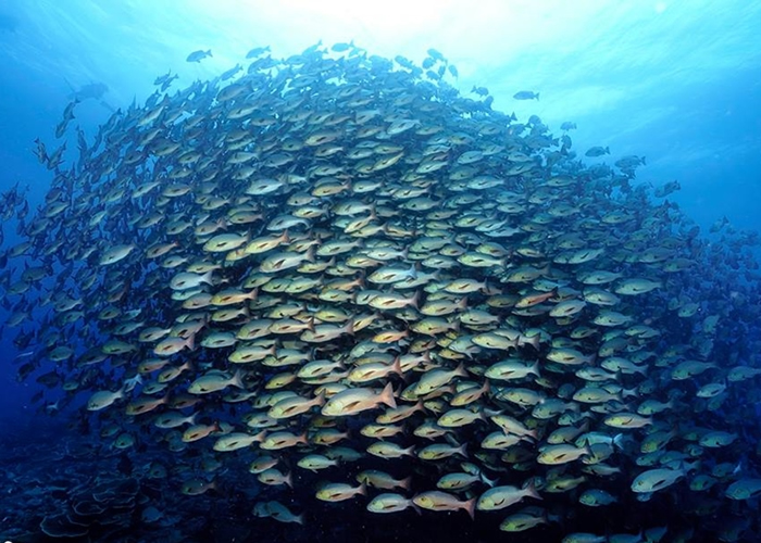 吴永森不时在Facebook上传海底下的拍摄作品。