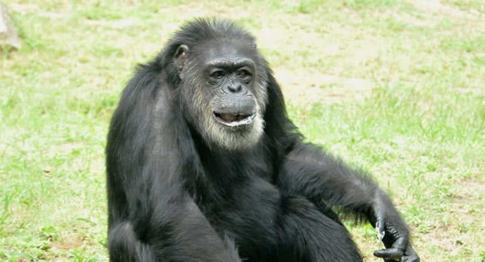 《卫报》:专家警告称中国公司在几内亚修建大坝将淹没自然保护区 或导致近1500只黑猩猩死亡