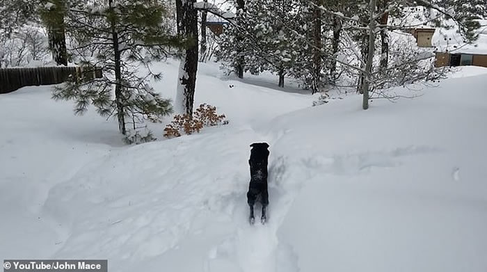 美国科罗拉多州居民指示自家大狗去帮助邻居被困小狗