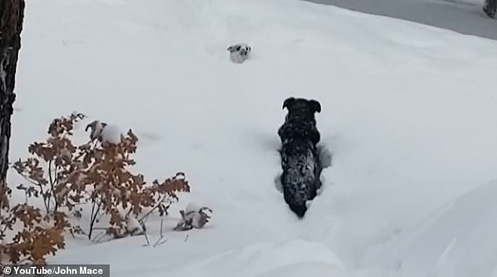 美国科罗拉多州居民指示自家大狗去帮助邻居被困小狗