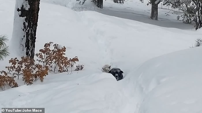 美国科罗拉多州居民指示自家大狗去帮助邻居被困小狗