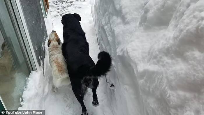 美国科罗拉多州居民指示自家大狗去帮助邻居被困小狗