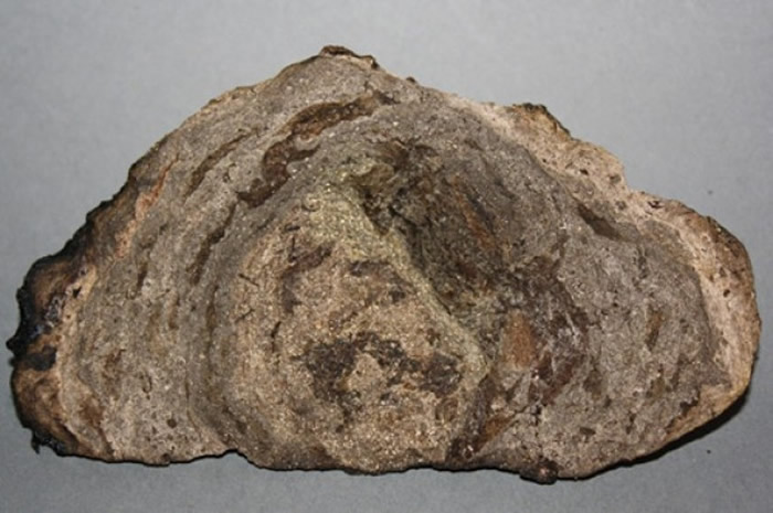 龙涎香(图)为抹香鲸呕吐物。