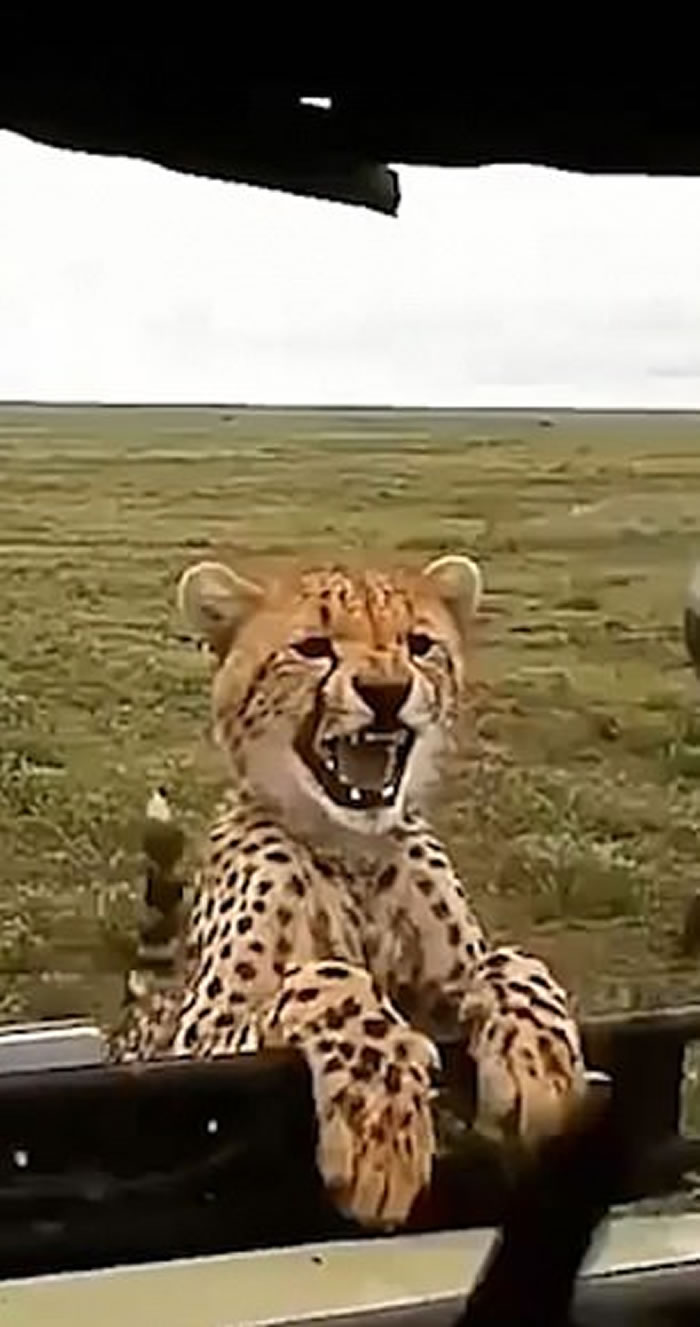 摄影师用相机镜头吓跑好奇猎豹 社交网络上受到大量网民批评