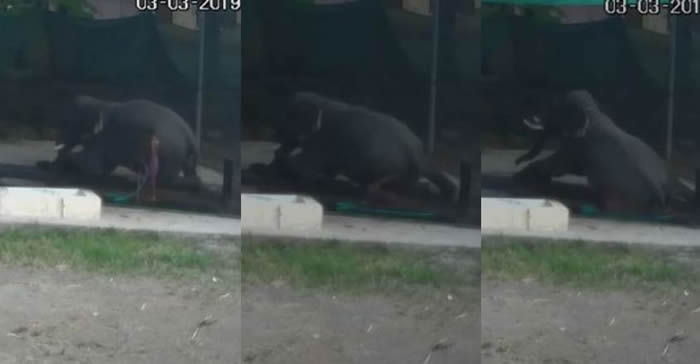 印度喀拉拉邦戈德亚姆动物园员工帮大象洗澡不慎滑倒 被大象一屁股坐下活活压死