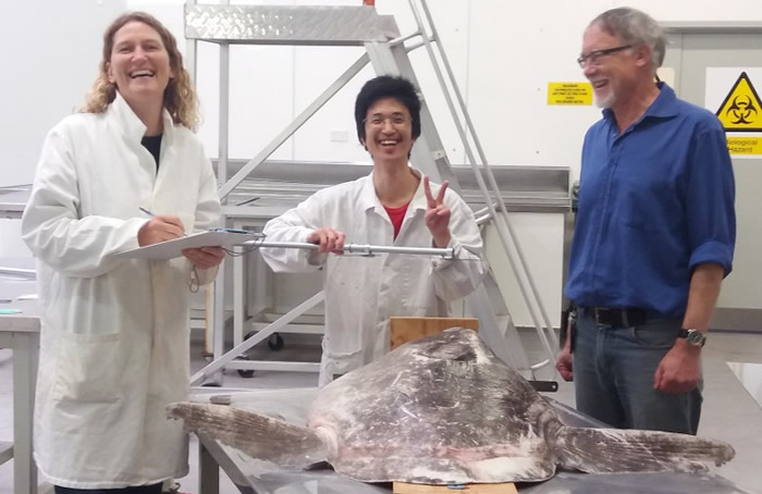 涅加德(左)早前确认“骗子翻车鱼”,属新品种的翻车鱼。