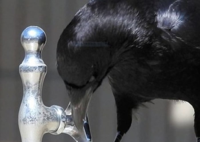 日本横滨市弘明寺公园出现会开水龙头的天才乌鸦