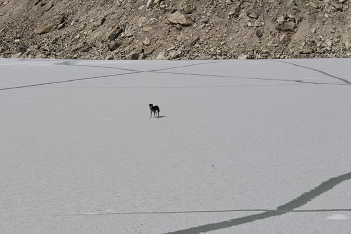 �տ�ʼ÷�ֲ��ϸ���ɽ��һ���Ӫ�أ��������������ڱ�����¶����2ҹ��