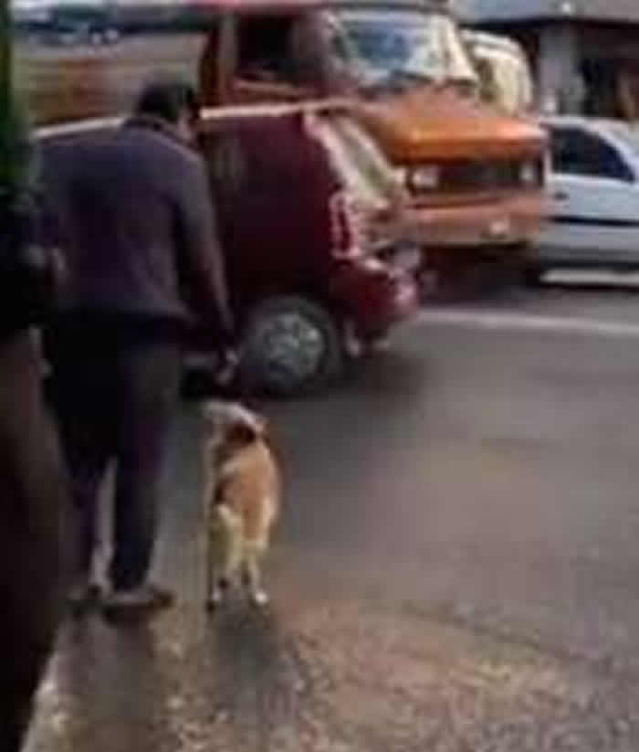 美国记者在尼泊尔首都加德满都拍到主人“手牵手”拖着小狗过马路的有趣一幕