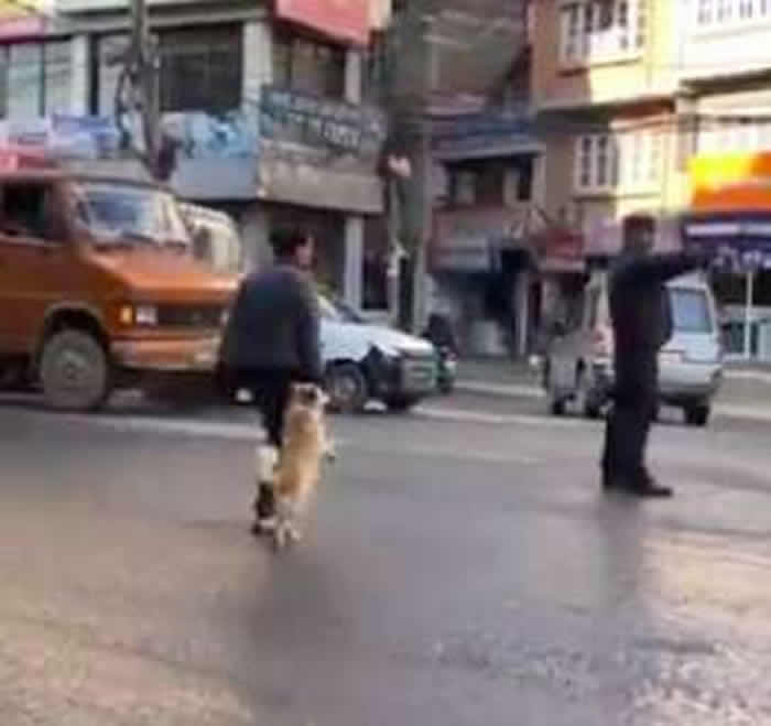 美国记者在尼泊尔首都加德满都拍到主人“手牵手”拖着小狗过马路的有趣一幕