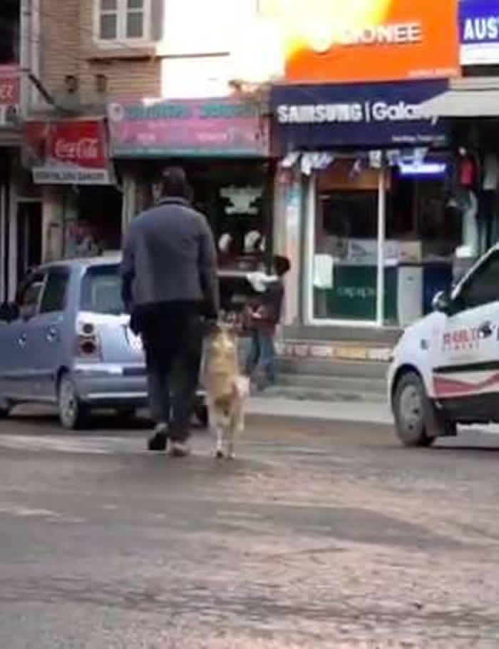 美国记者在尼泊尔首都加德满都拍到主人“手牵手”拖着小狗过马路的有趣一幕