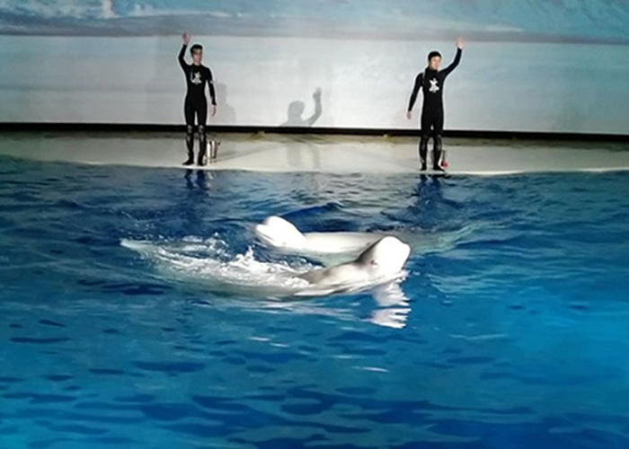 上海长风海洋世界筹备将两条白鲸“小白”和“小灰”送赴9200公里外冰岛放归大自然