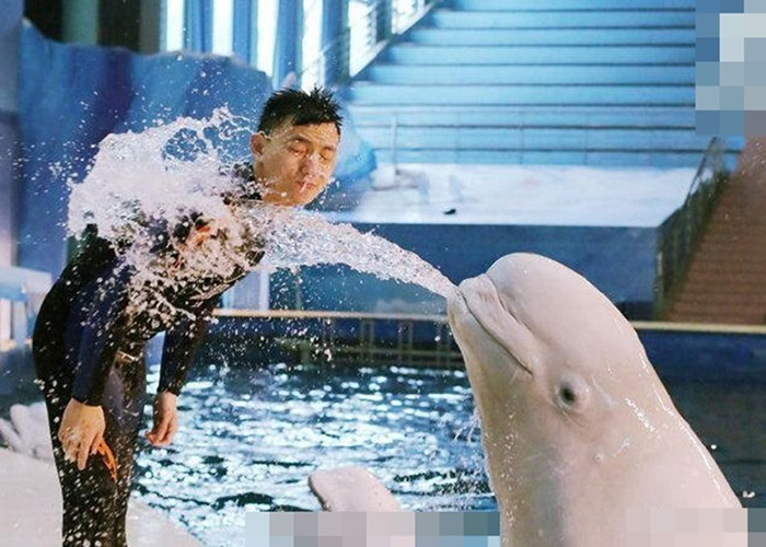 上海长风海洋世界筹备将两条白鲸“小白”和“小灰”送赴9200公里外冰岛放归大自然