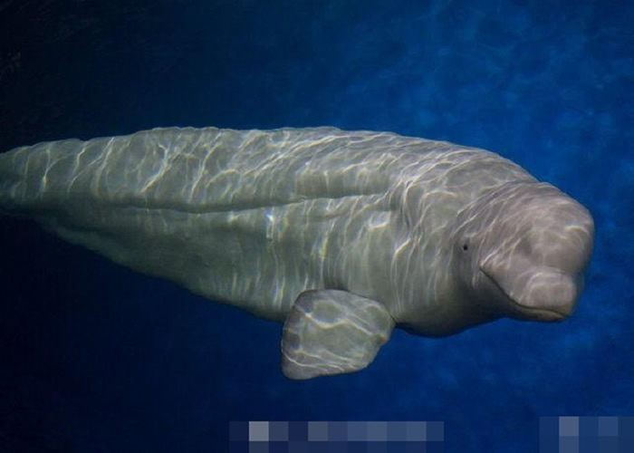 上海长风海洋世界筹备将两条白鲸“小白”和“小灰”送赴9200公里外冰岛放归大自然