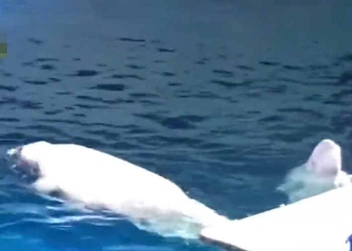 上海长风海洋世界筹备将两条白鲸“小白”和“小灰”送赴9200公里外冰岛放归大自然