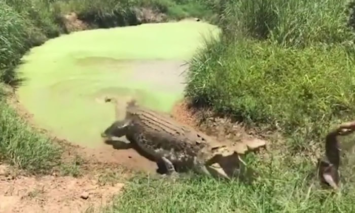 澳洲达尔文池塘巨鳄“公牛”猛张大口冒水面 喂饲男子受吓急逃