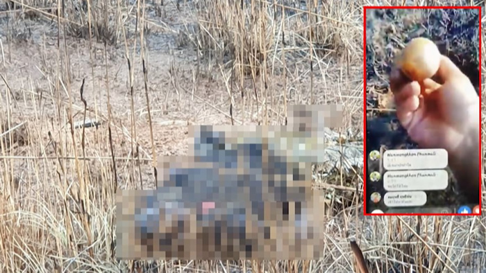 泰国男子在森林猎捕野鸡时捡到手榴弹超兴奋 开直播炫耀时突然发生爆炸惨死