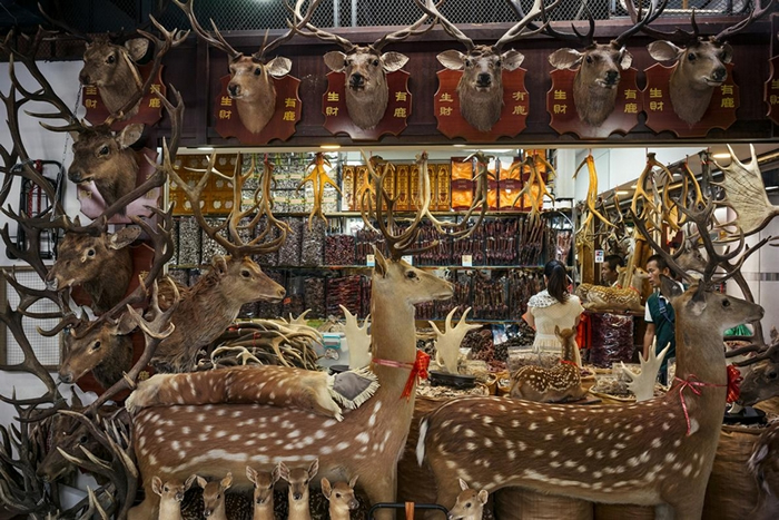 йĳгһ¹Ʒר꣬¹ס¹޼¹ҩġ PHOTOGRAPH BY FRITZ HOFFMANN