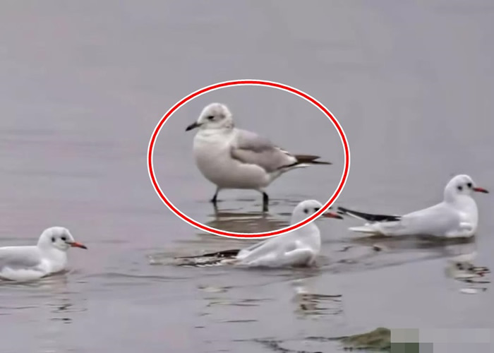 罕见的遗鸥(红圈示)在围头湾金井段现身。