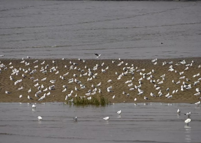 围头湾能提供丰富的食物和良好环境,因此吸引了大量鸥类栖息当地。