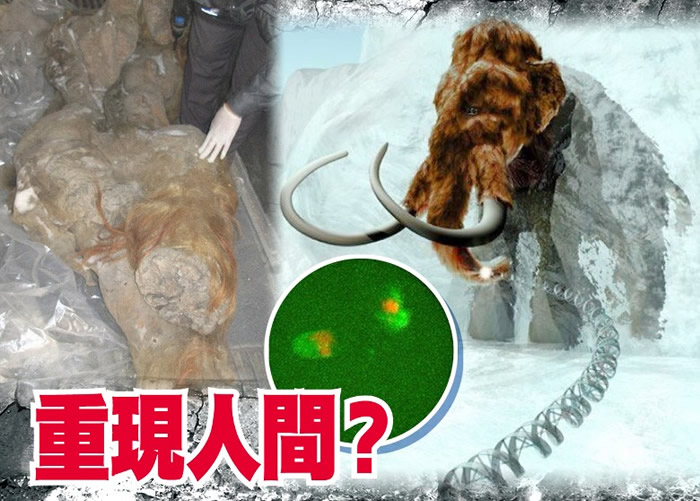 史前巨兽复活?日本近畿大学团队有望培养长毛象细胞核再生