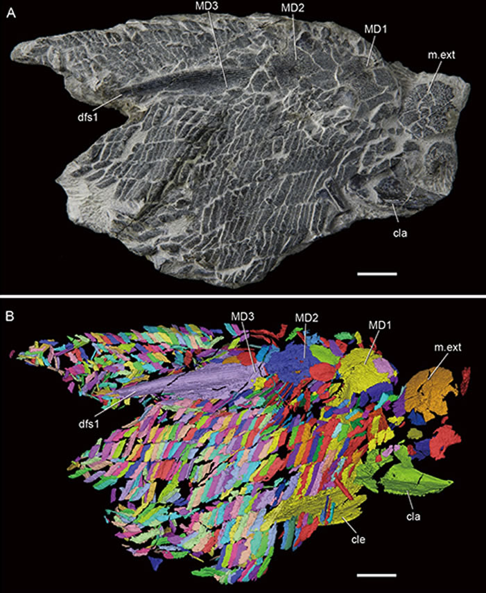 A,梦幻鬼鱼鳞列标本;B,梦幻鬼鱼鳞列标本三维复原。(崔心东供图)