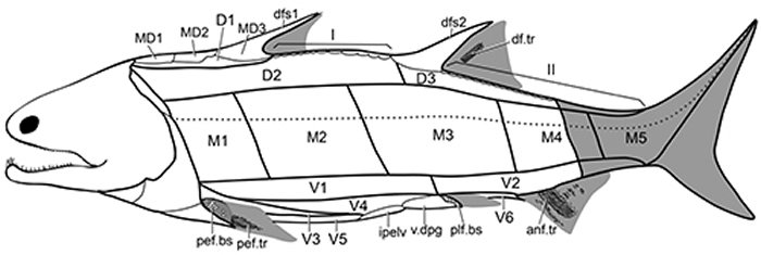 梦幻鬼鱼鳞列分区模型。(崔心东供图)