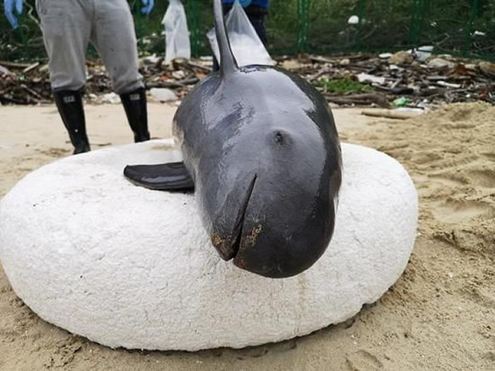 ��΢Ц��ʹ����Σӡ̫���ྪ��3��������2ͷ ϲ��׷�洬��ײ��