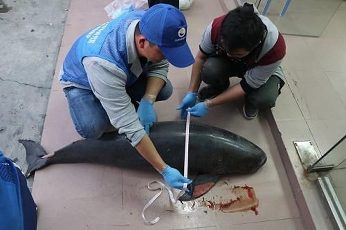 ��΢Ц��ʹ����Σӡ̫���ྪ��3��������2ͷ ϲ��׷�洬��ײ��