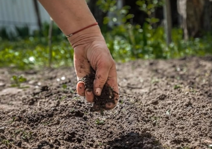报道指,人类遗体堆肥较火葬或土葬环保。