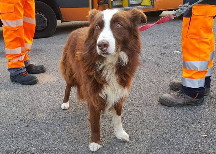 �������������Ǿ�������ȮPique��׷���� ԭ��Ϊ׷�ؿ��ܵ����򲻱��˴���