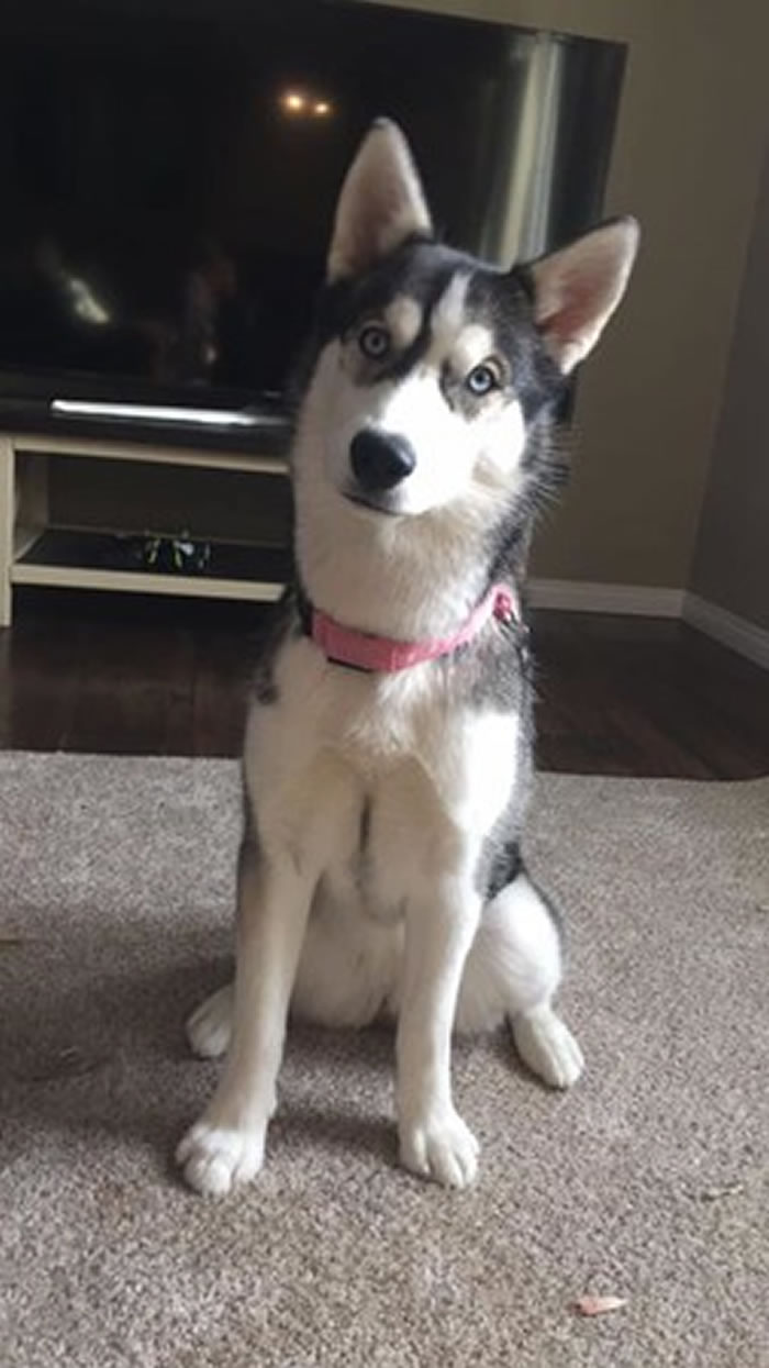 ôһֻĸʿʧ3 ˵Ƶŷԭ¹