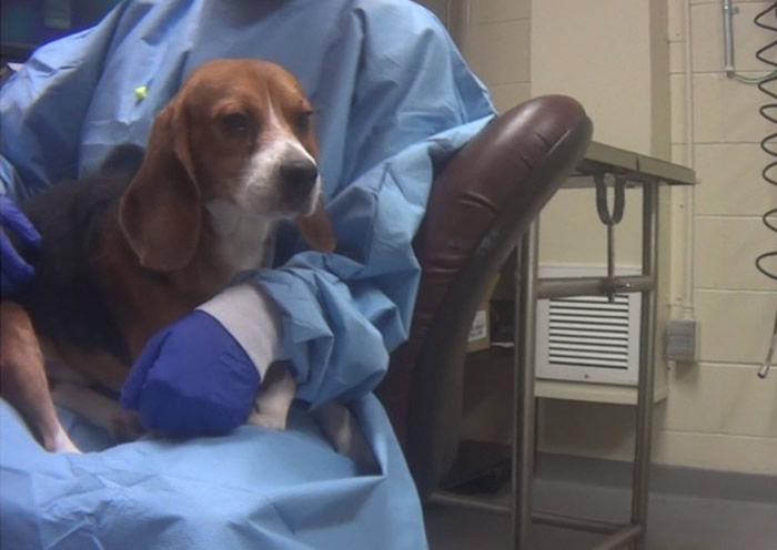 美国人道协会公布影片揭陶氏益农公司强灌比高犬杀虫剂