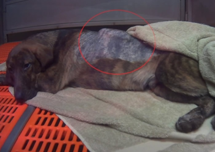 比高犬被植入大型仪器(红圈示)。