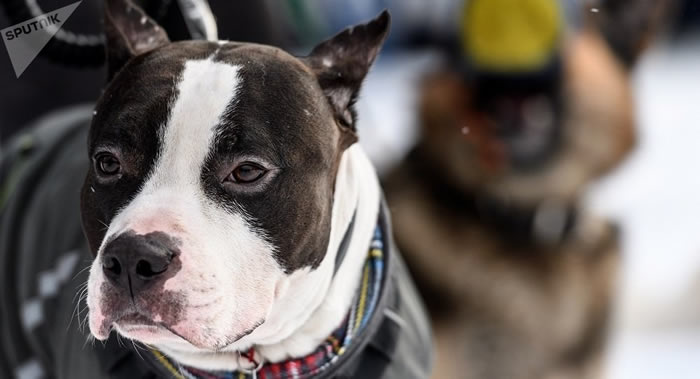 俄罗斯犬种联合会主席弗拉基米尔·戈鲁别夫:自然界中没有危险犬种