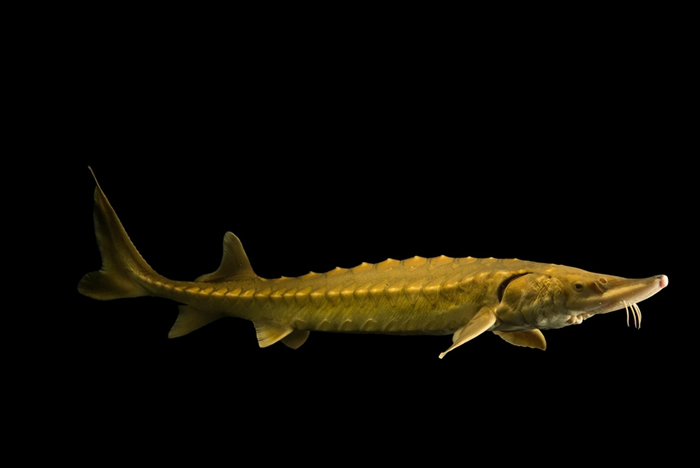 过去大西洋鲟为数众多,后来却几乎被捕捞殆尽。它们要重返江湖了吗? PHOTOGRAPH BY JOEL SARTORE, NATIONAL GEOGRAPHIC