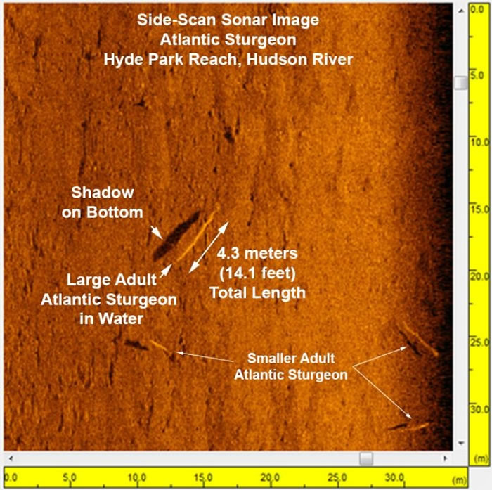 这幅哈德逊河的侧扫声纳影像,以全新的细节展现了大西洋鲟的身影。 PHOTOGRAPH BY JOHN MADSEN, UNIVERSITY OF DELAWAR