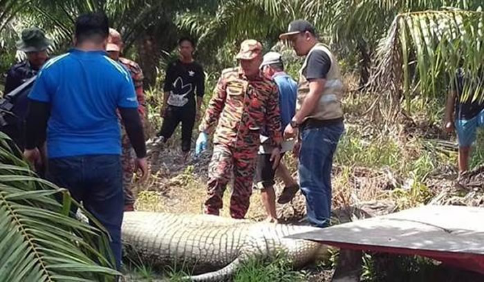 马来西亚4公尺巨鳄生吞工人 活捉剖肚惊见一堆人骨