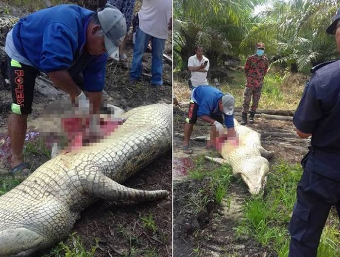 马来西亚4公尺巨鳄生吞工人 活捉剖肚惊见一堆人骨