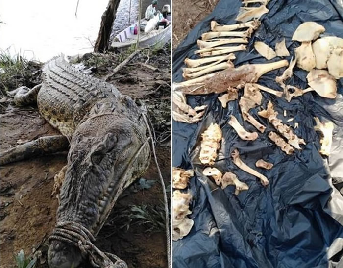 马来西亚4公尺巨鳄生吞工人 活捉剖肚惊见一堆人骨