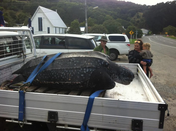 ��������ľ�����Ƥ����������������ǳ