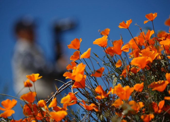 �������ݰ�����ŵ������ڻ�ʢ�� 15�����ÿ͸ϵ���������