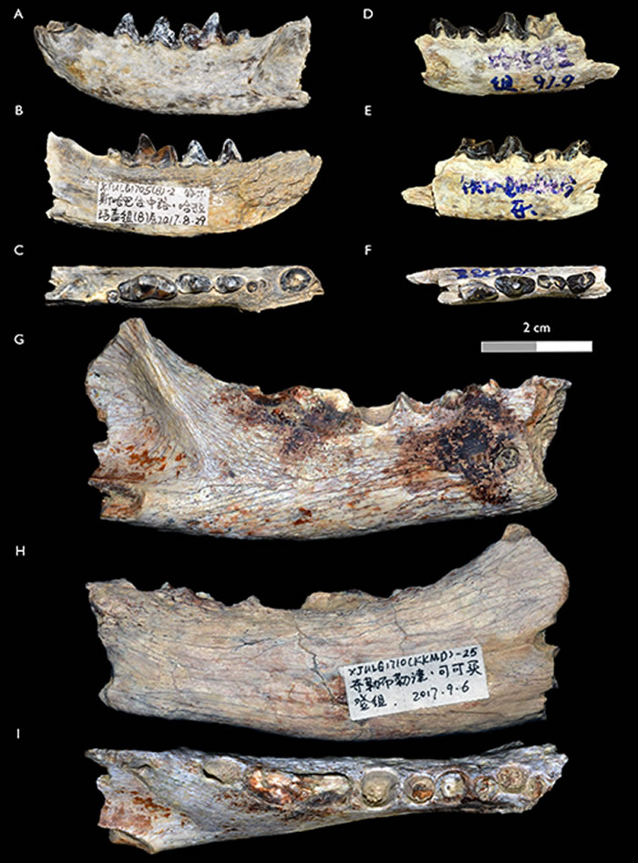 乌伦古河流域的刃貂化石。A-F白虎刃貂Hoplictis baihu;G-I似海氏刃貂Hoplictis cf. H. helbingi(江左其杲 供图)