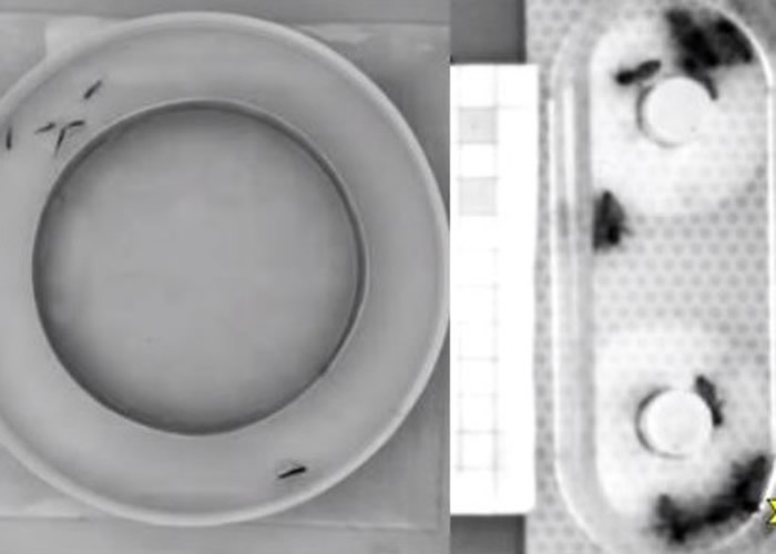 鱼群及蜂群的习惯改变。