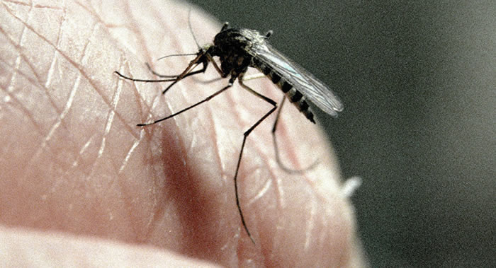 《昆虫科学杂志》:昆虫学家用象蚊对付白纹伊蚊