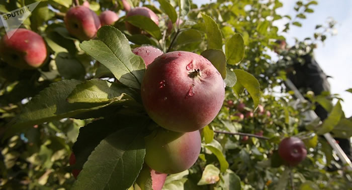 专家研究北美果园苹果幼树频繁死亡的原因