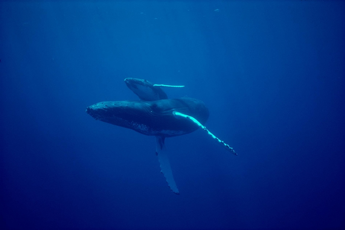 一对座头鲸母子在夏威夷周边海域优游。 这种哺乳动物每年夏天会在这个区域生产和养育下一代 PHOTOGRAPH BY FLIP NICKLIN, MINDEN P
