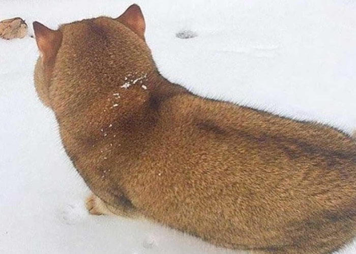 ΪǲȮ תͷԭסڶ˹è䡰Hosico