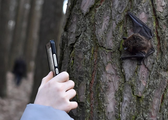 白俄罗斯首都明斯克保育中心将冬眠蝙蝠放冰箱 春回大地后再放回野外