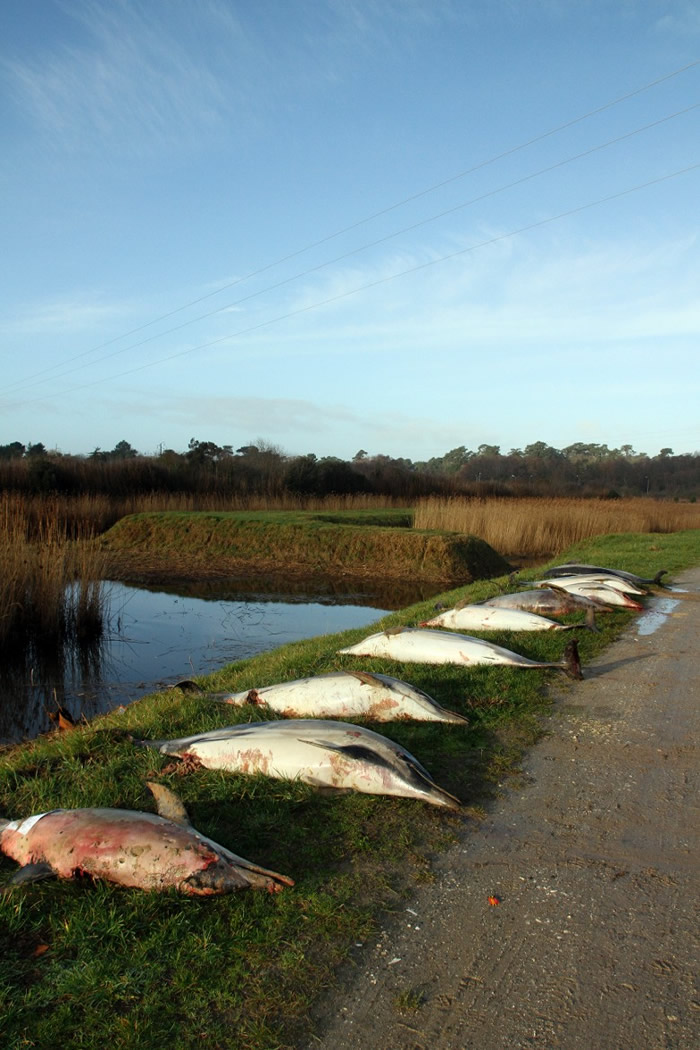 过度捕鱼肇祸?法国大西洋沿岸1月起至今1100海豚横尸海滩